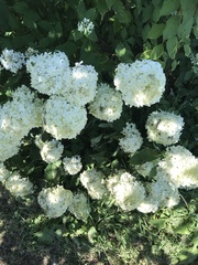 Hydrangea arborescens