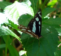 Phaedyma shepherdi