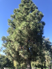 Pinus sabiniana