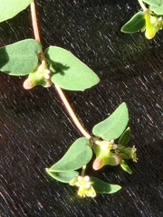 Euphorbia villifera