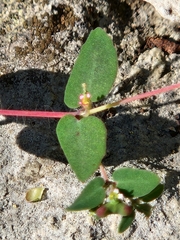Euphorbia villifera