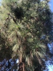 Pinus sabiniana