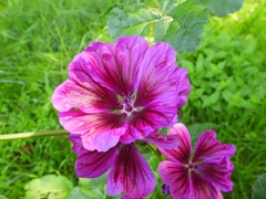 Malva sylvestris mauritiana