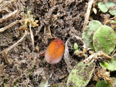 Maladera holosericea