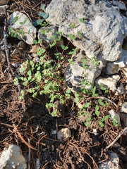 Euphorbia villifera