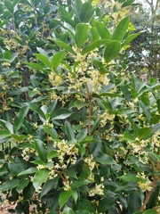Osmanthus fragrans