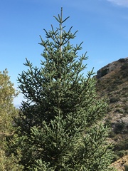 Abies pinsapo