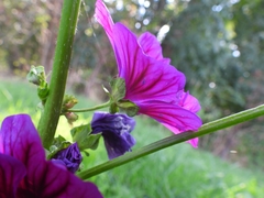 Malva sylvestris mauritiana