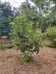 Osmanthus fragrans