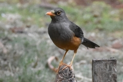 Turdus abyssinicus