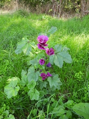 Malva sylvestris mauritiana