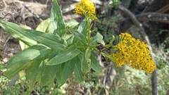 Solidago azorica