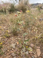 Sphaeralcea fendleri