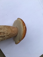 Boletus chippewaensis