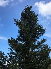 Abies pinsapo