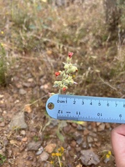 Sphaeralcea fendleri