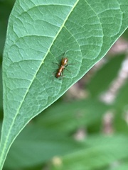 Formica pallidefulva