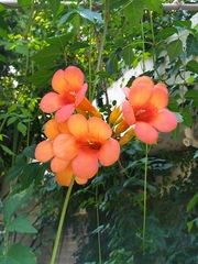 Campsis grandiflora