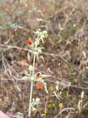 Sphaeralcea fendleri