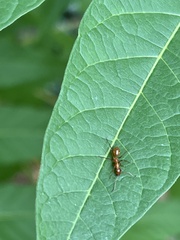 Formica pallidefulva