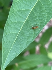 Formica pallidefulva