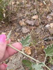 Sphaeralcea fendleri