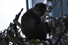 Cercopithecus mitis kolbi