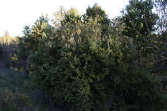 Cryptocarya alba