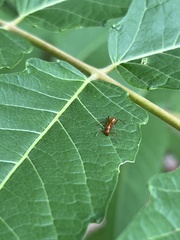 Formica pallidefulva
