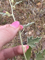 Sphaeralcea fendleri