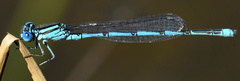 Erythromma lindenii