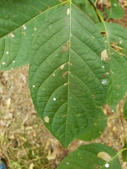 Styrax grandifolius