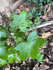 Liquidambar styraciflua