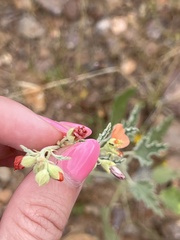 Sphaeralcea fendleri