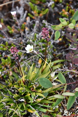 Tofieldia coccinea