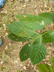 Styrax grandifolius