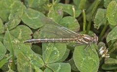 Phanogomphus