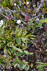 Tofieldia coccinea