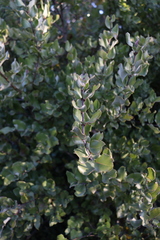 Cryptocarya alba