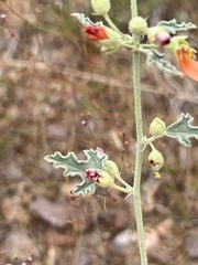 Sphaeralcea fendleri