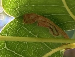 Phyllocnistis meliacella