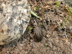Carabus granulatus