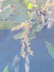 Quercus vaseyana