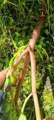 Prionosciadium thapsoides
