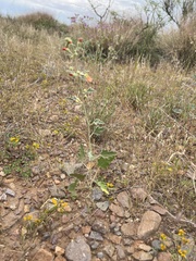 Sphaeralcea fendleri