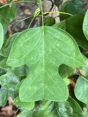 Liriodendron tulipifera