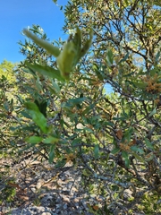 Quercus vaseyana