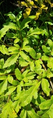 Prionosciadium thapsoides
