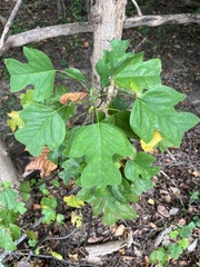 Liriodendron tulipifera