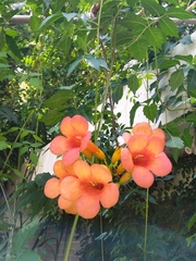 Campsis grandiflora